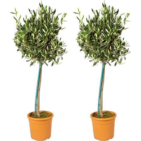 Bloomique - Olea Europaea - Olivier sur tige - Plantes de jardin - Résistant au gel - Hauteur 80-100 cm - Pot 19 cm
