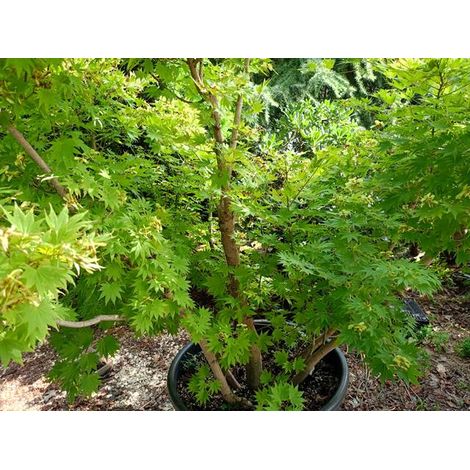 ACER SHIRASAWANUM POT 19 Érable du Japon Ornemental