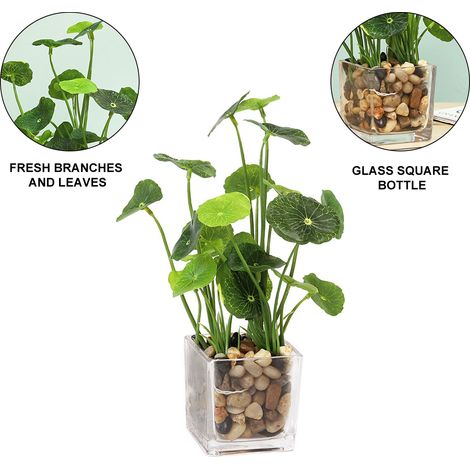 1 Plante artificielle trèfle, pot en verre transparent, remplissage pierre, décoration intérieur bureau maison (1/5)