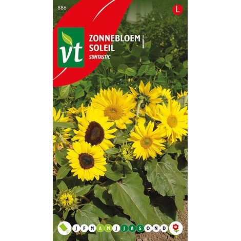 Tournesol Suntastic - Ca. 20 graines (Livraison Gratuite) (1/2)