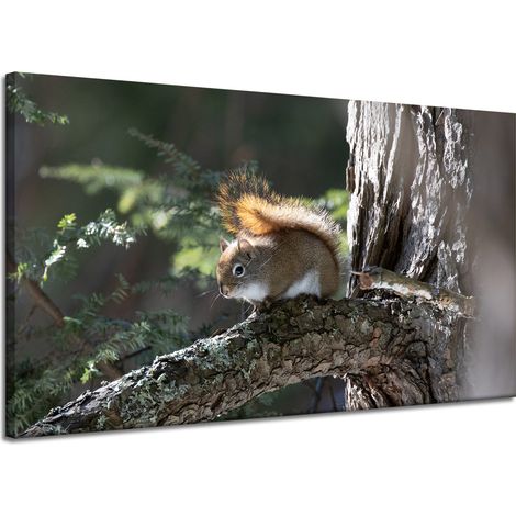 Leinwanddruck Tiere Eichhörnchen 120x70 cm
