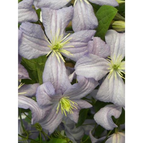 Clématite 'Prince Charles' Pot de 2L/3L (1/2)