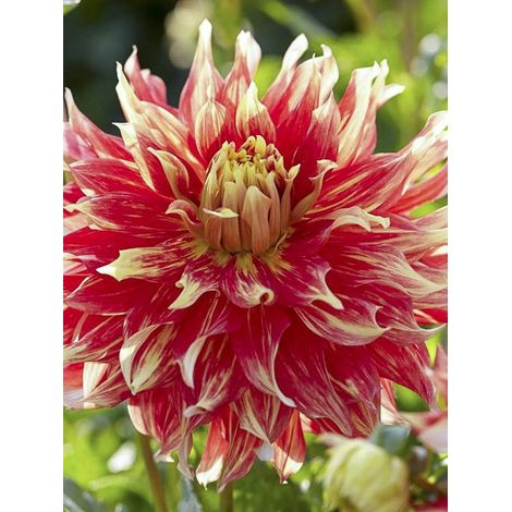 Dahlia Gpe décoratif 'Bodacious' Bulbe calibre I