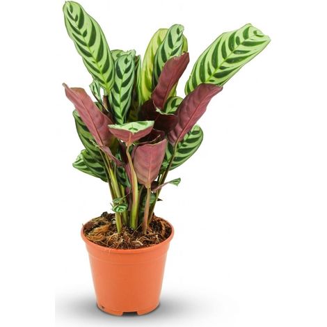 Ctenanthe Burle-Marxii Plante de Prière d'Intérieur Décorative - Pot Ø 14 cm - 35-40 cm - PANGIVO