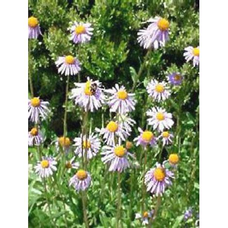 Aster de printemps 'Berggarten' Godet de 8/9 cm (1/3)
