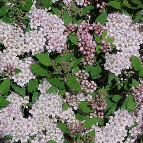 Spirée Japonaise 'Little Princess' - 20-25 cm pot (1/5)