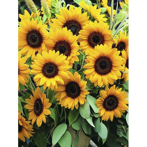 Soleil, Tournesol 'Sunrich Orange F1' le sachet de 20 graines