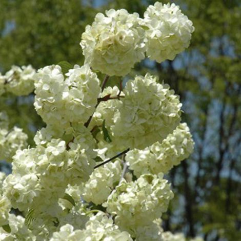 Viorne de Chine 'Grandiflorum' - 40-60 cm pot