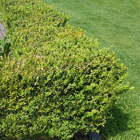 Buis commun - Buxus sempervirens 20/25cm Godet 9cm (1/3)