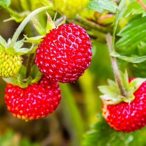 Pépinières Naudet – Fraisier des bois (Fragaria vesca) – Arbuste fruitier persistant – Rusticité jusqu'à -15°C – Floraison blanche au printemps