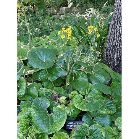 Farfugium japonicum 'Gigantea' Pot de 3L/4L (1/4)