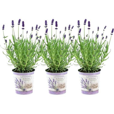 Lavande Vraie Felice Lavandula angustifolia pour Jardin et Terrasse Violet Set de 3 Pots 13 cm - PANGIVO (1/3)