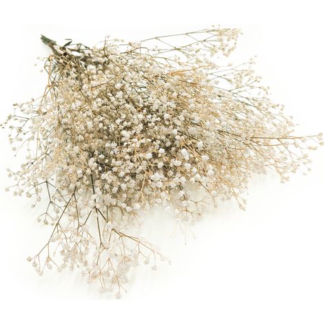 Stabilisiertes Gypsophila - Naturweiß (1/5)