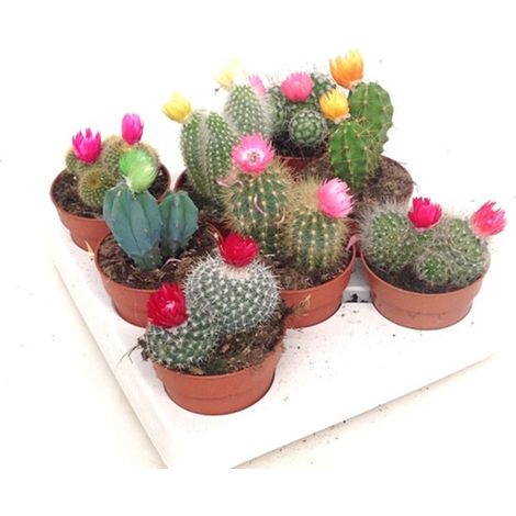Pack de 8 Cactus con Flor Artificial en Maceta M8