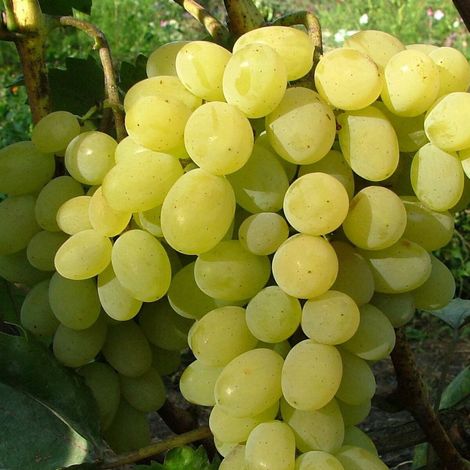 Vigne vinifera Italia/Pot de 3L (1/4)