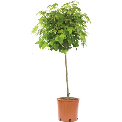 Liquidambar Styraciflua Gum Ball - Piante Vere da Esterno Ornamentali - Alberi da Giardino - H 80-100 cm Vaso Ø 24 cm