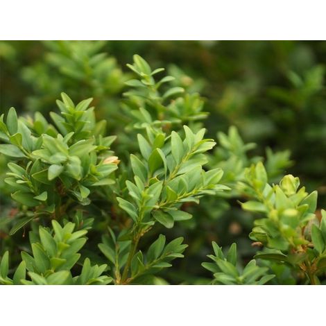 1 PIANTA BUXUS SEMPERVIRENS VASO 8CM