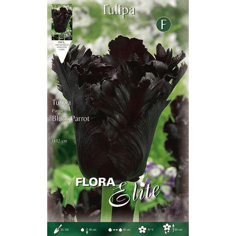 BULBI AUTUNNALI TULIPANO BLACK PARROT CONFEZIONE DA 7 BULBI BULBS BULBES