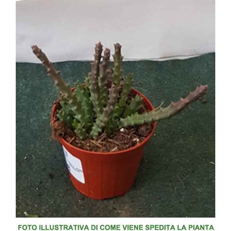 STAPELIA VARIETA' ASSORTITA VASO 8CM