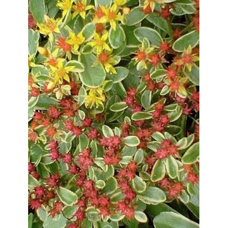 Orpin du Kamtschaka 'Variegatum' Pot de 2L/3L (1/3)