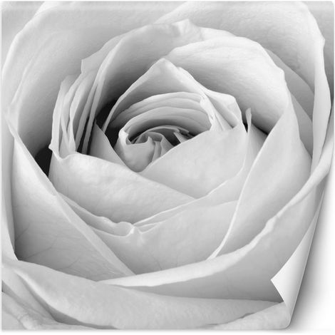 Fototapete Weiße Rose Blumen 100x100 cm