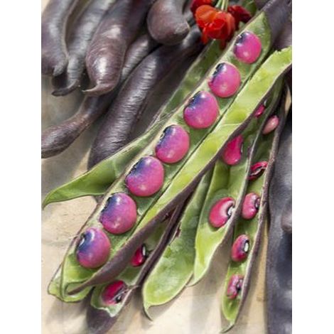 Haricot d'Espagne ramant Black Knight - Haricot-fleur le sachet de 25 graines environ (30g)