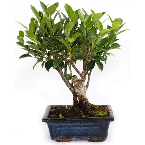 Bonsai Ficus Microcarpa - Bonsai Ficus Retusa - H 25-30 cm Vaso Ø 15 cm (1/3)