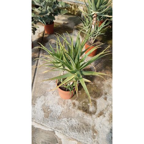 Aloe Arborescens