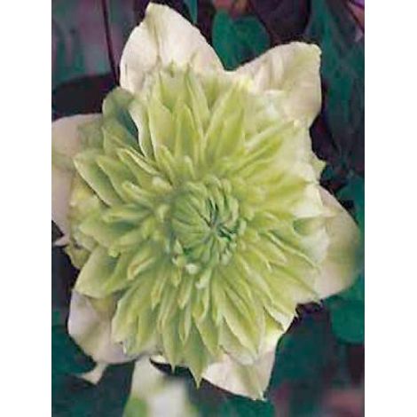 Clématite florida 'Alba Plena' Pot de 2L/3L (1/3)