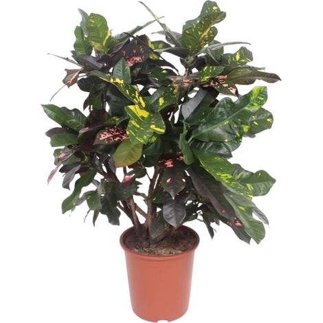 Plante d'intérieur Codiaeum Magnificent Croton Feuillage Coloré Pot Ø27 cm Hauteur 110 cm - PANGIVO (1/4)