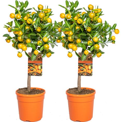 Bloomique - Lot de 2 - Citrus Calamondin - Oranger d’appartement - Agrume - Arbre fruitier - Plantes de jardin - Hauteur 50-70 cm - Pot 19 cm