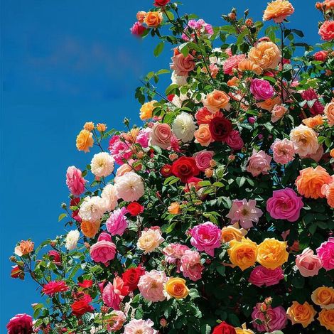 200 graines de rosier grimpant – Floraison toute l'année, attire abeilles et papillons, répulsif naturel, parfait pour jardins et murs extérieurs