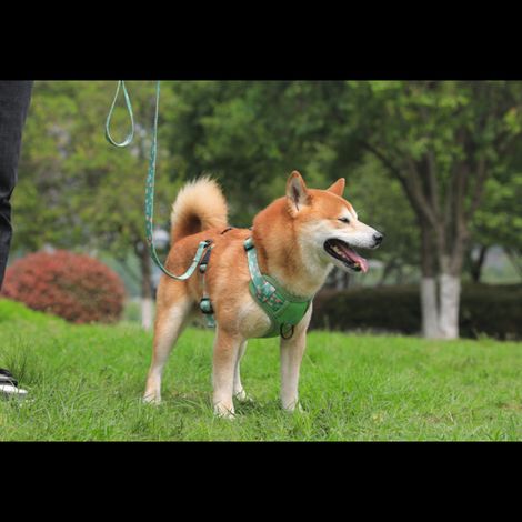 2 pièces harnais pour chien, harnais sans tension + laisse, vert militaire, réglable, rembourré, avec bandes réfléchissantes, pour chiens de taille moyenne (1/5)