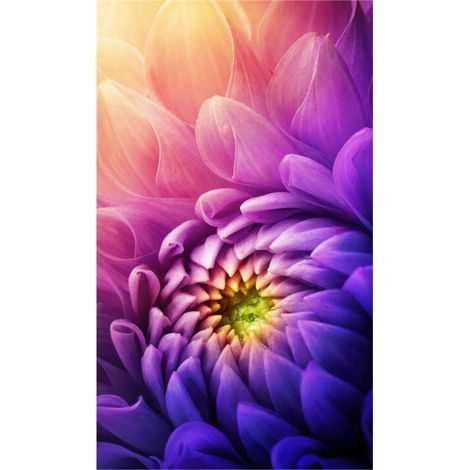 Panneau mural douche en alu-composite VIPANEL - Inspiration Nature Décor Chrysantheme Violet - Finition Brillant - 150x255cm (1/5)