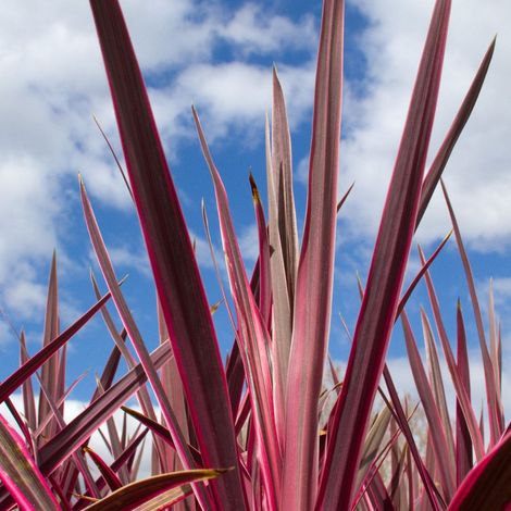 Cordyline Super Star/Pot de 4L - 40/60 cm (1/5)