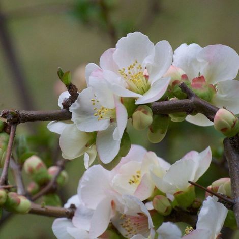 Cognassier du Japon Nivalis, Chaenomeles/Pot de 3L - 20/40 cm