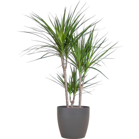 Dracaena Marginata Arbre à Sang de Dragon Plante Verte avec Pot Potter Gris 95 cm Ø21 cm - PANGIVO (1/5)