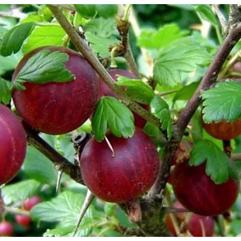 1 PIANTA DI UVA SPINA ROKULA ROSSA