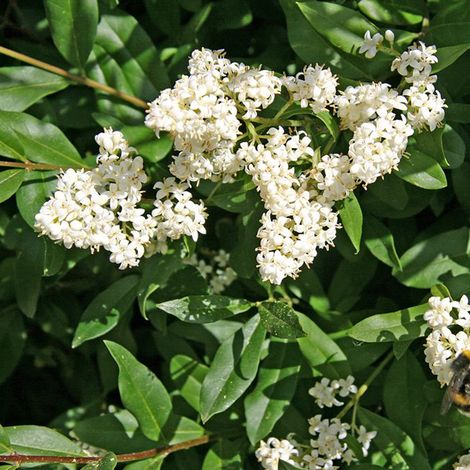 Troène commun - Ligustrum vulgare - 60-80 cm pot (1/5)