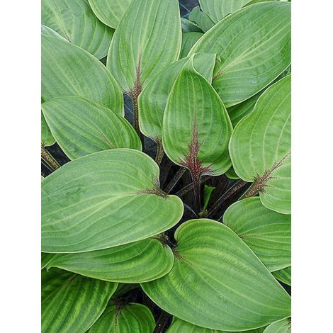 Hosta 'Purple Heart' Godet de 8/9 cm (1/4)