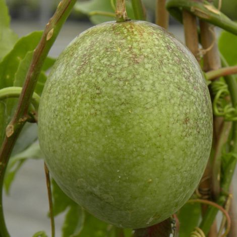 Passiflore edulis/Pot de 1,5L - Tuteur bambou 30/60 cm (1/4)