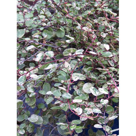 Pseudanthus 'Radiance' Pot de 4L/5L (1/3)