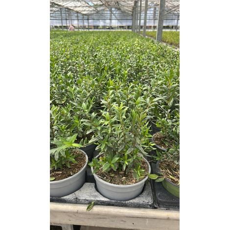 Myrtus Communis - Mirto - vaso 14 cm (1,5 L)