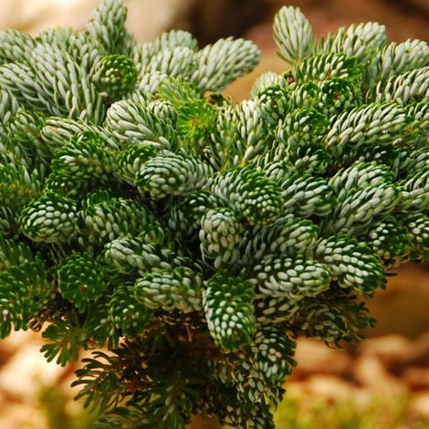 Sapin de Corée 'Brillant' Pot 18L 35/40cm - Abies koreana Brillant (1/5)