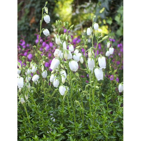 Bruyère d'Irlande, Bruyère de Saint-Daboec 'Creeping White' Pot de 12 cm / 13 cm