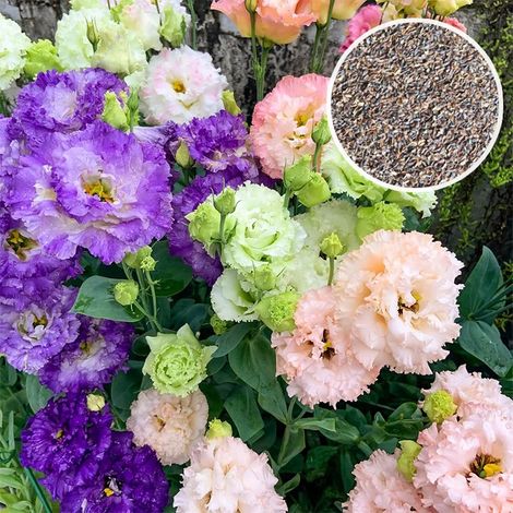 1 000 graines de plumbelles - Graines de plumbelles vivaces multicolores, sans OGM, faciles à cultiver, adaptées à la culture en jardin et en intérieur (1/5)