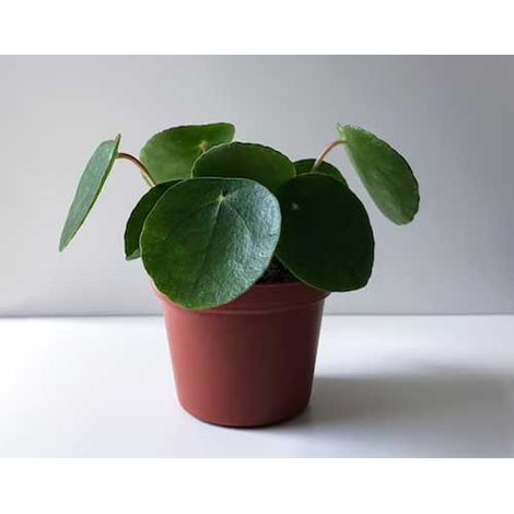 PILEA PEPEROMIOIDES MINI PIANTA DELLE MONETE VASO 6CM