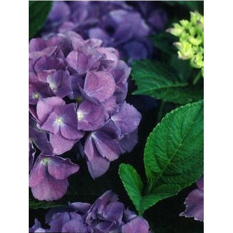 Hortensia 'Blauer Zwerg' Pot de 2L/3L (1/2)