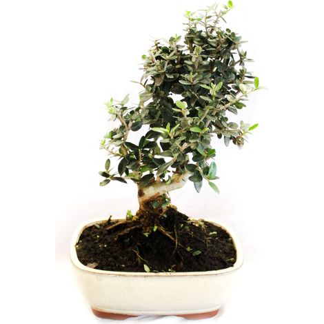 Bonsai Olea Oleaster - Bonsai Vero Oleastro - H 30-35 cm Vaso Ø 20 cm