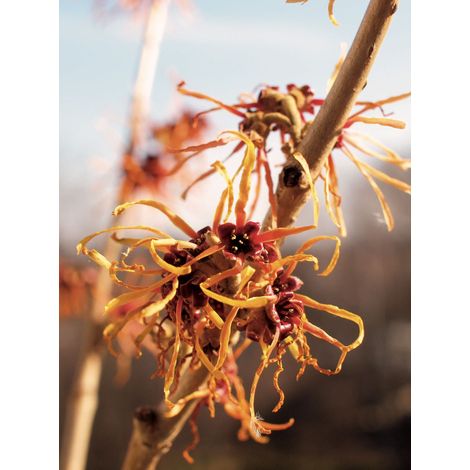 Noisetier de sorcière 'Jelena' Pot de 2L/3L (1/4)